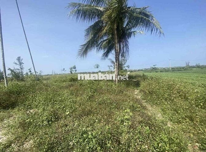 lô Đất đẹp diện tích lớn view lúa xã Bình Giang, Thăng Bình