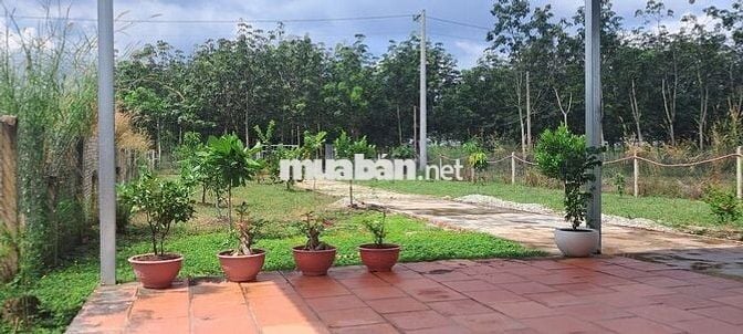 Bán Lô Đất - Nhà Vườn 1280m2 - 300 thổ cư giá ***