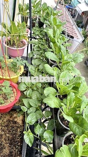 Chính chủ cho thuê phòng cực đẹp, rộng có ban công, giờ tự do