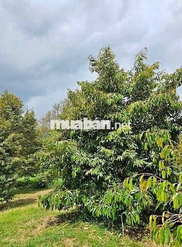 Chủ cần bán lô đất 3400m2 ngang 50 thổ cư 300m2 có nhà sẵn trên đất