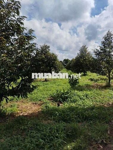 Chủ cần bán lô đất 3400m2 ngang 50 thổ cư 300m2 có nhà sẵn trên đất