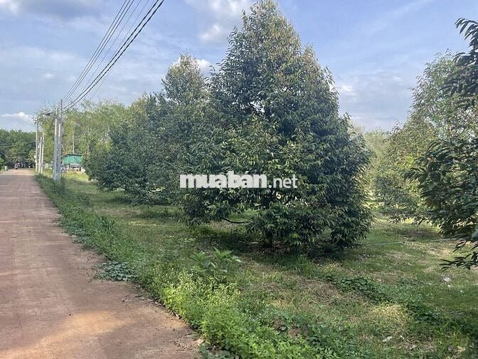 Chủ cần bán lô đất 3400m2 ngang 50 thổ cư 300m2 có nhà sẵn trên đất