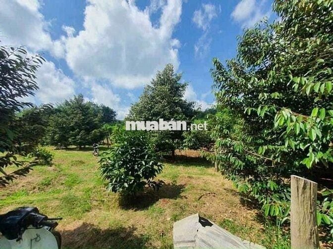 Bán đất nhà vườn hơn 3500m2(65*52) sẵn 300TC,SHR 680tr, Bình Phước