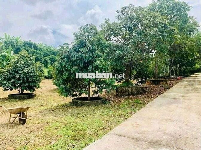 Bán đất nhà vườn hơn 3500m2(65*52) sẵn 300TC,SHR 680tr, Bình Phước