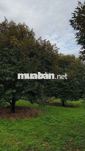 Bán đất nhà vườn hơn 3500m2(65*52) sẵn 300TC,SHR 680tr, Bình Phước