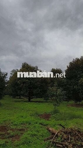 Bán đất nhà vườn hơn 3500m2(65*52) sẵn 300TC,SHR 680tr, Bình Phước