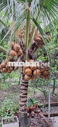 ....
🌿 MÔ HÌNH NGHỈ DƯỠNG CUỐI TUẦN – LÝ TƯỞNG CHO GIA ĐÌNH & BẠN BÈ