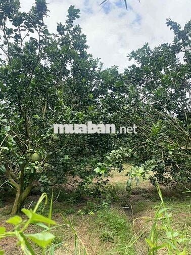 đất vườn bưởi 1 sec dt750 tài chính 3xx mua được