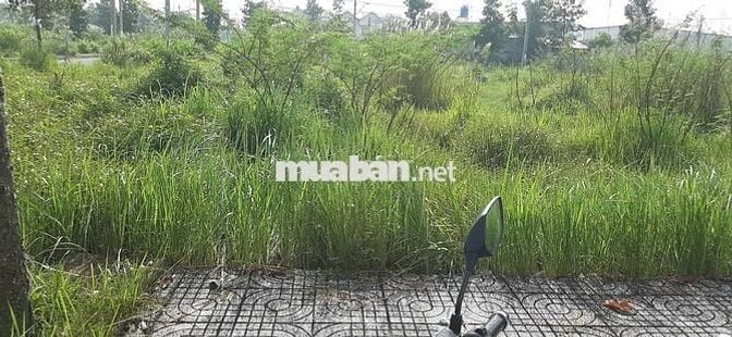 Bán đất nền lô C2-19 Lotus Riverside (đường số 1) dự án KDC Long Cang