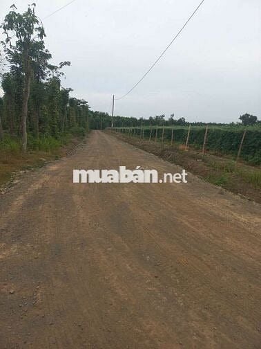 Cân bán 10.503m2 đất Hòa hiệp, huyện xuyên mộc tỉnh bà Rịa-Vũng tàu