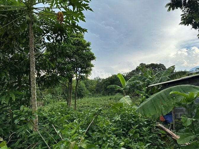  Đất rẻ tại Xóm Đồi Chè, Xã Phúc Trìu (Cũ), T.Thái Nguyên