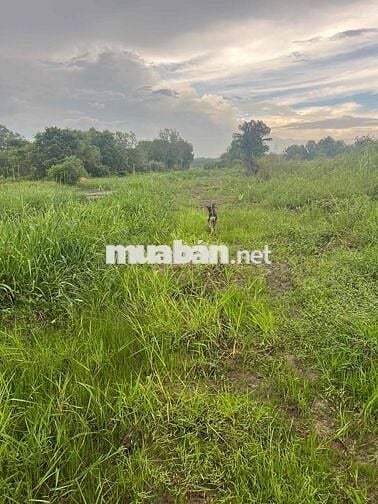 Bán đất Đường An Tây 071, trong khu Tái định cư Phú An , TPHCM