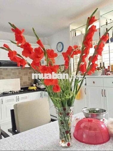 🏠Nguyên Căn 4Tầng Full Nội Thất Cao Cấp Mặt Tiền Đường Số P.Phú Mỹ