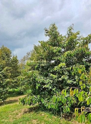 Chủ cần bán lô đất 3400m2 ngang 50 thổ cư 300m2 có nhà sẵn trên đất