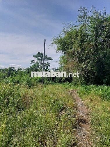 Bán 170m2 cây lâu năm giá 350tr p. Thới An Đông