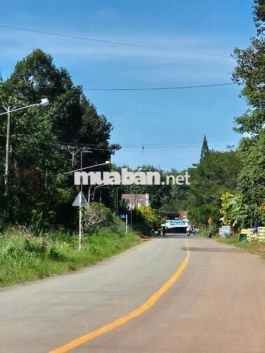 Bán Đất Có Trồng Cây Ăn Trái Sẵn