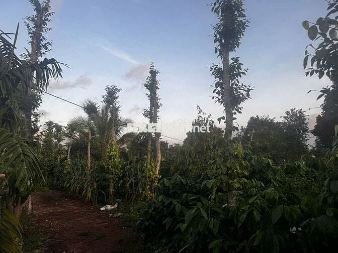 Chính chủ cần bán gấp 4,3 xào đất nn ngay trung tâm Quảng Phú