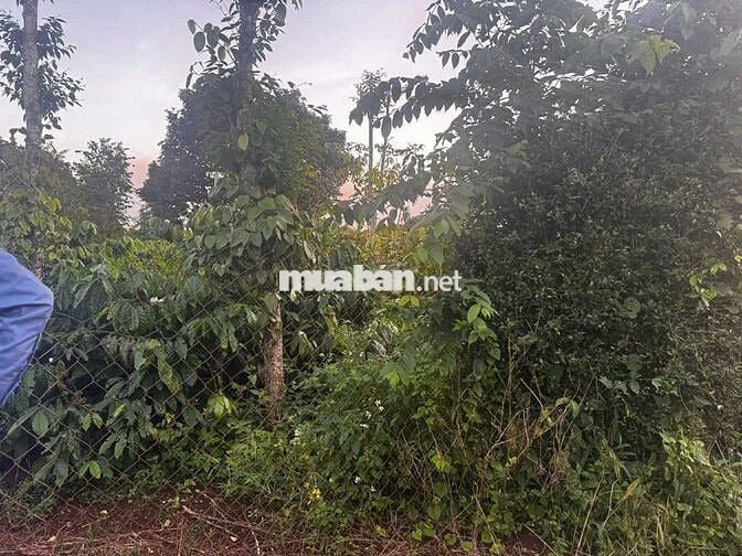 Chính chủ cần bán gấp 4,3 xào đất nn ngay trung tâm Quảng Phú