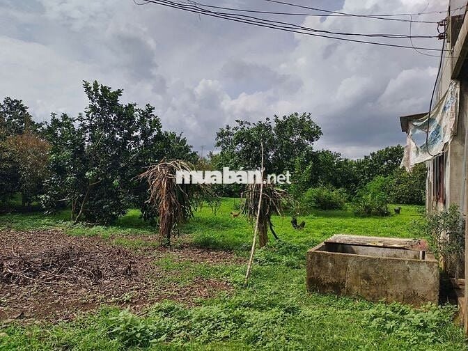 Đất vườn 1000m2 giá 650 triệu đường Điểu Xiển Bàu Trâm Long Khánh