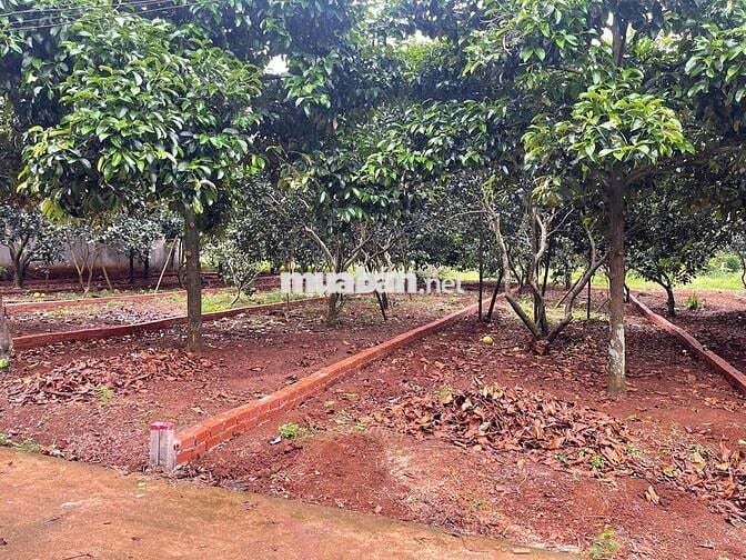 Thổ Cư Sổ riêng 5x28 Măng Cụt chợ Bình Lộc Long Khánh