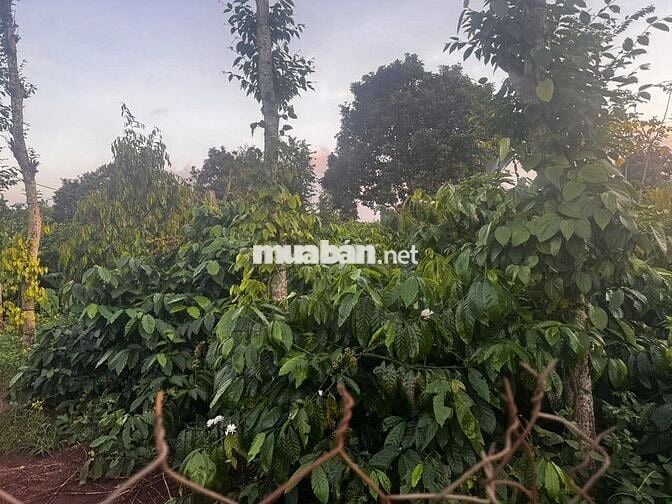 Chính chủ cần bán gấp 4,3 xào đất nn ngay trung tâm Quảng Phú