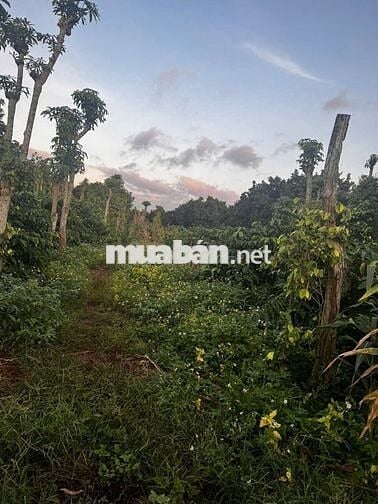 Chính chủ cần bán gấp 4,3 xào đất nn ngay trung tâm Quảng Phú