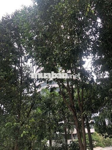 Bán nhà hiếm Ngô Tất Tố, rẻ nhất khu vực BT, 3 tầng, 12 phòng kèm WC.