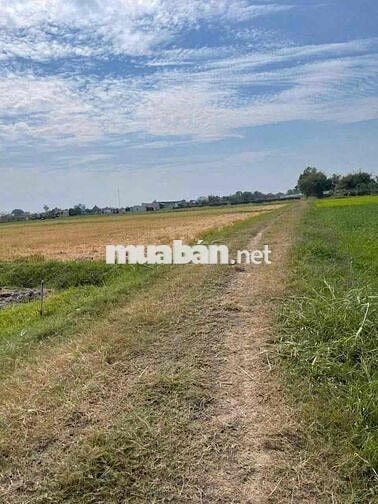 chủ hạ giá bán gấp lô đât đường thông xe hơi 135m chỉ 650tr hoà khánh