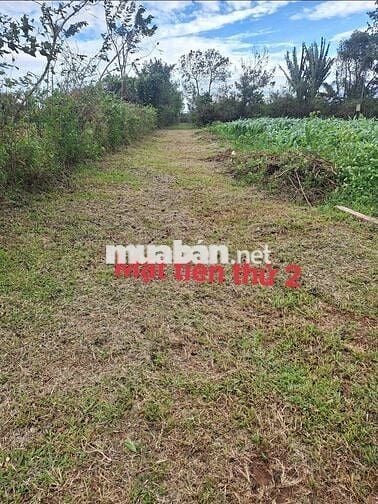 13 x32 mặt tiền đường bê tông khu dân cư