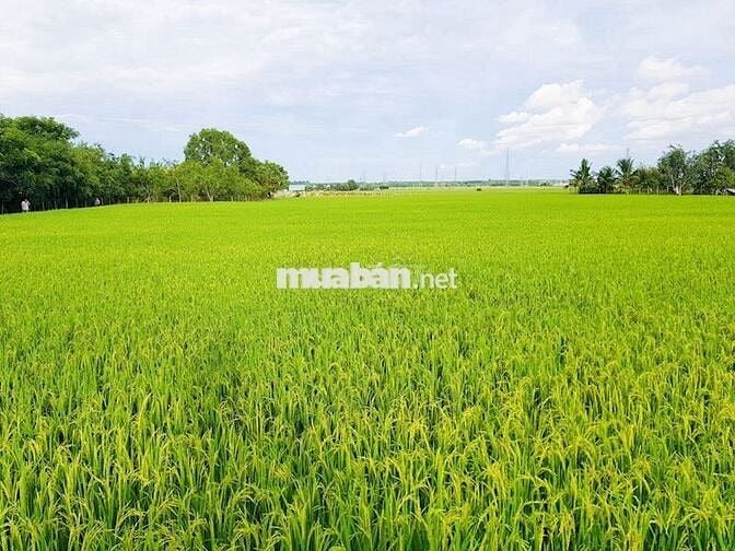 ✨ BÁN ĐẤT NÔNG NGHIỆP CÓ SỔ 1527 M2 TẠI TÂN NHỰT–BÌNH CHÁNH-TP.HCM ✨