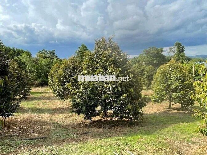 Chủ ngộp quá cần bán gấp miếng vườn sầu riêng nằm ngay mặt tiền