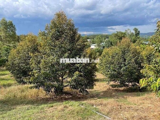 Chủ ngộp quá cần bán gấp miếng vườn sầu riêng nằm ngay mặt tiền