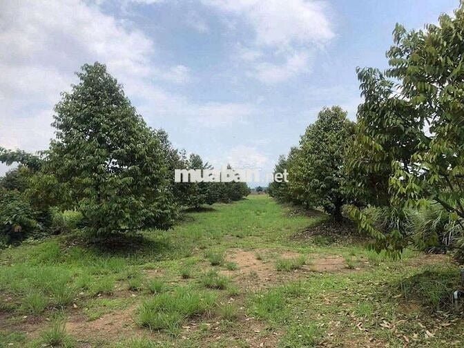 Chủ ngộp quá cần bán gấp miếng vườn sầu riêng nằm ngay mặt tiền