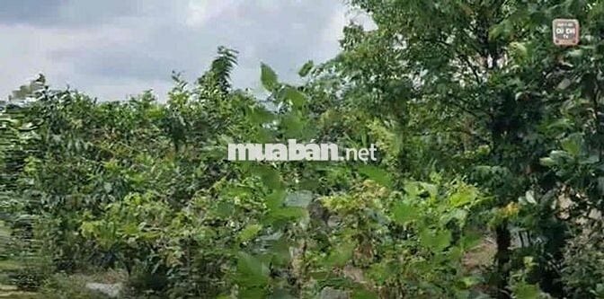 Bán nhà vườn góc hai mặt tiền, diện tích 2250 mét