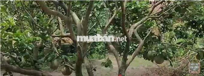 Bán nhà vườn góc hai mặt tiền, diện tích 2250 mét