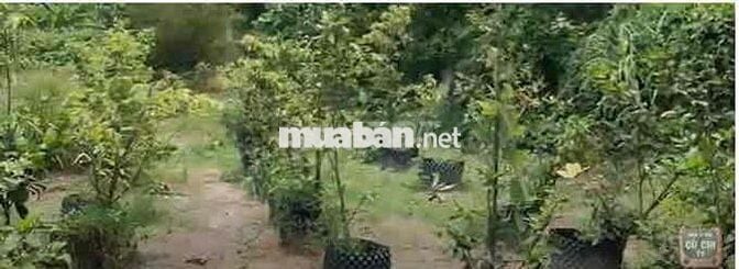 Bán nhà vườn góc hai mặt tiền, diện tích 2250 mét