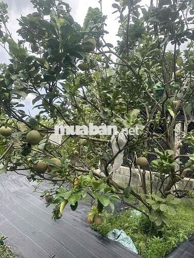 Bán nhà vườn góc hai mặt tiền, diện tích 2250 mét