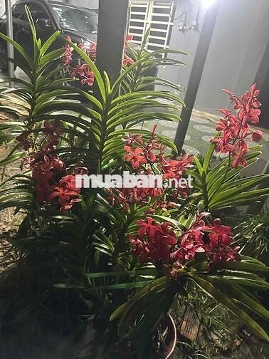 Bán nhà vườn góc hai mặt tiền, diện tích 2250 mét