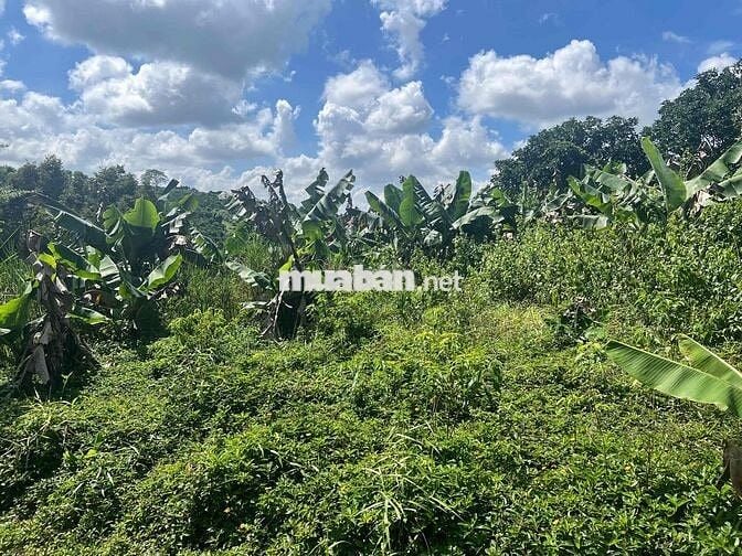 Ngân hàng thanh lý 2 lô đất tại xã Lộc Đức, Bảo Lâm, Lâm Đồng