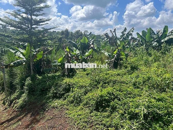 Ngân hàng thanh lý 2 lô đất tại xã Lộc Đức, Bảo Lâm, Lâm Đồng