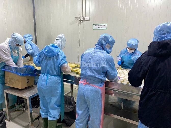 TUYỂN GẤP 50 NAM/NỮ SẢN XUẤT KIM CHI TẠI KCN TÂN KIM, LONG AN