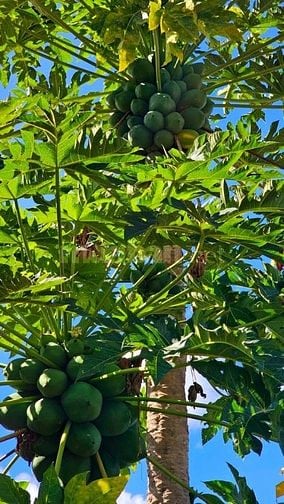 Bán lô đất vườn có thổ cư sát Sân bay Long Thành 680 triệu