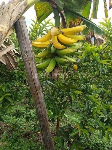 Bán lô đất vườn có thổ cư sát Sân bay Long Thành 680 triệu