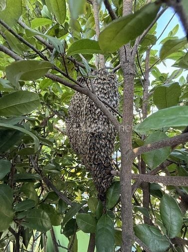 Chính chủ bán nhà đường 3/2 rẻ hơn Hà Đô Q.10 - 3PN 4wc chỉ 8 tỷ