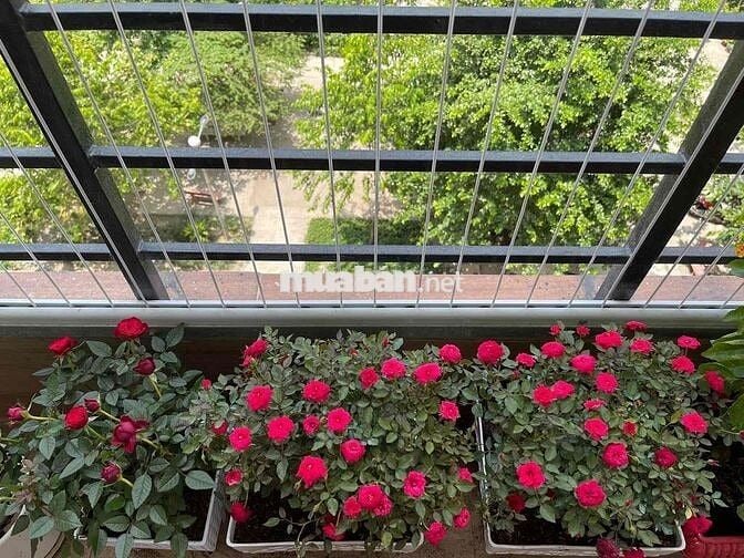 Chính Chủ Bán Căn Hộ lầu 4- CC Hiệp Bình Chánh - Thủ Đức