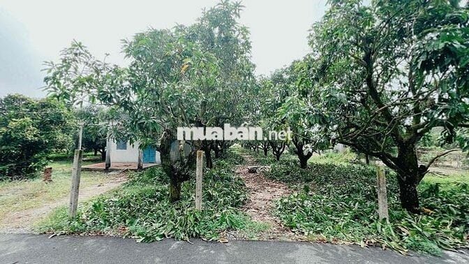 LÔ GÓC THỊ TRẤN PHƯỚC HẢI - VIEW NÚI SIÊU ĐẸP - GẦN BIỂN PHƯỚC HẢI