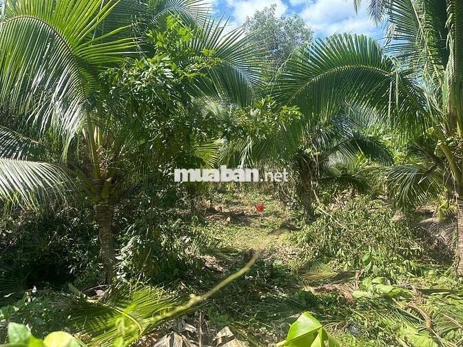 Cần bán thửa đất mặt tiền lộ nhựa cách KCN Giao Long 1km