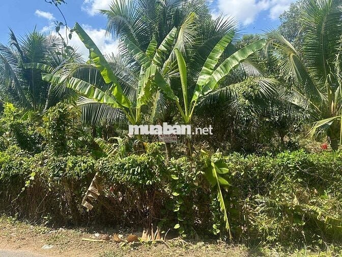 Cần bán thửa đất mặt tiền lộ nhựa cách KCN Giao Long 1km