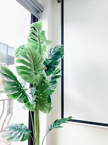 Cần bán tòa chdv đường ô tô 95m2 mặt tiền 6.5m 7 tầng 25 căn hộ 