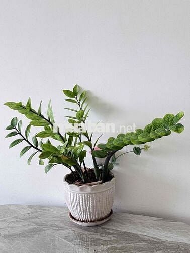 Cho thuê căn hộ Novia Flora B12.06, nhà thật, hình thật. Vảo ở ngay